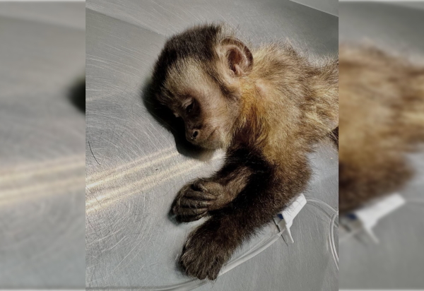 Reprodução/Redes Sociais