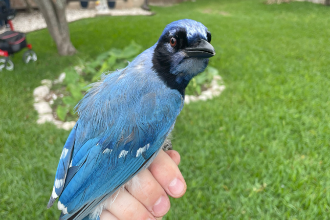Ave é resultado natural do acasalamento entre um gaio-verde e um gaio-azul - (crédito: Brian Stokes/University of Texas at Austin) Ave é resultado natural do acasalamento entre um gaio-verde e um gaio-azul - (crédito: Brian Stokes/University of Texas at Austin)