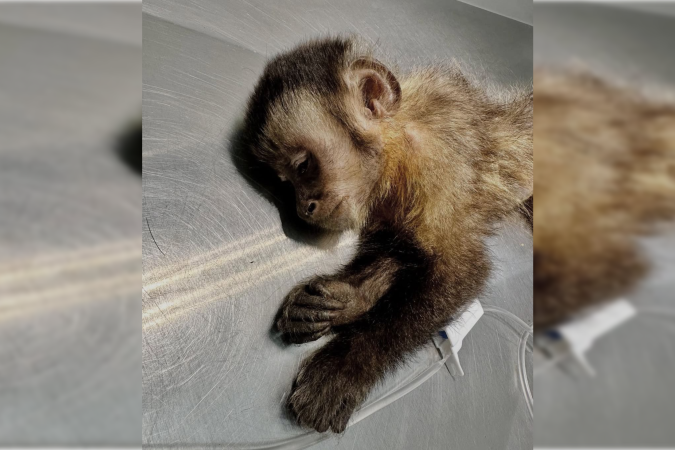 Maria ficou paraplégica após tiro de chumbinho -  (crédito: Reprodução/Redes Sociais)