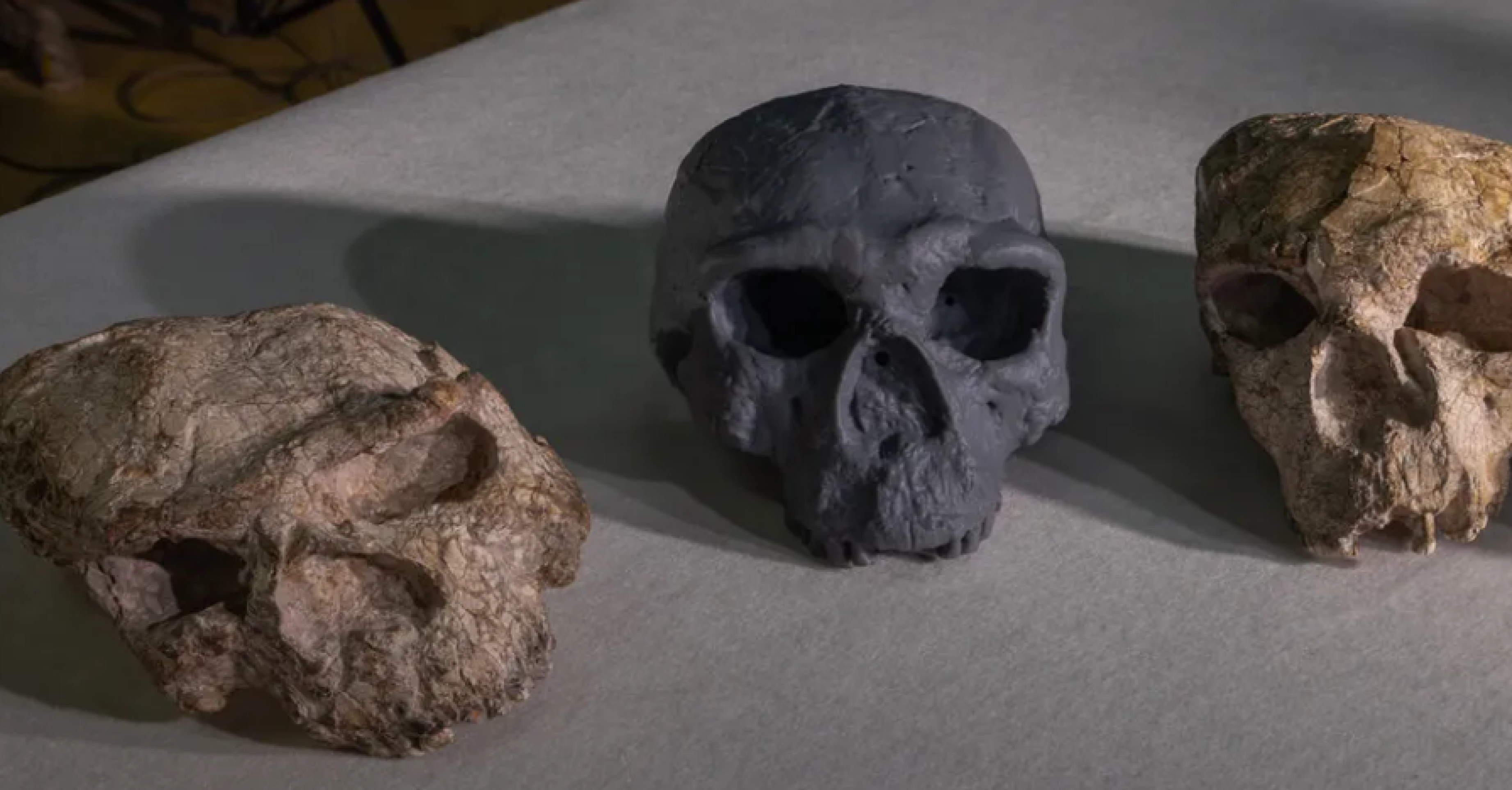 Caveira com 1 milhão de anos bagunça recorte de tempo dos Homo sapiens