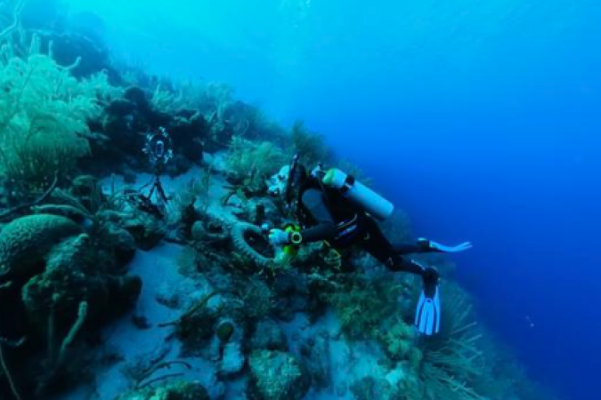A equipe da FishEye Collaborative realizou a identificação individualizada dos sons de 46 espécies distintas em corais dos mares que banham o país Curaçao, na região do Caribe, na América Central -  (crédito: FishEye Collaborative)