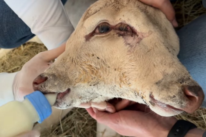 Ainda não se sabe se a bezerra tem dois cérebros ou como funciona o sistema respiratório. Condição rara é conhecida como diprosopia -  (crédito: Reprodução Redes Sociais)