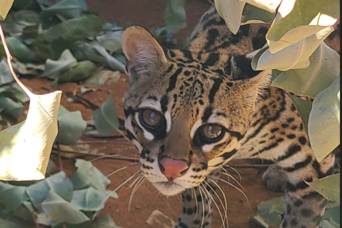 Para Ibama, animal ficava em cativeiro ilegal; mulher que foi autuada nega irregularidades e diz que a jaguatirica ficava livre, em área rural -  (crédito: Ibama)