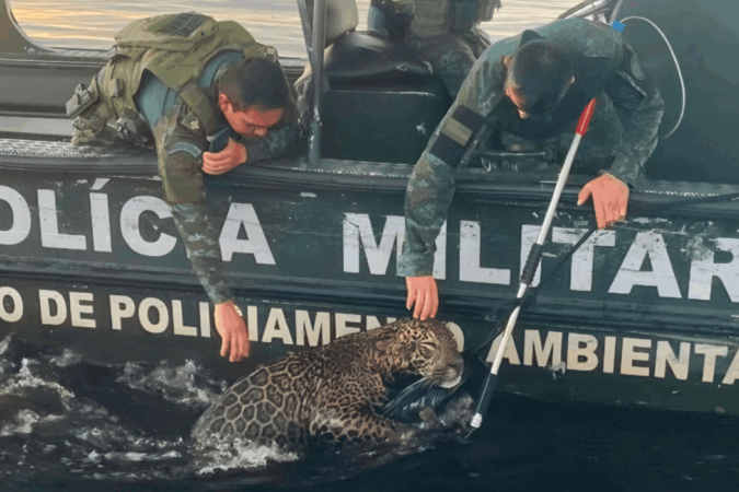 Onça é resgatada após passar 8 horas nadando do Rio Negro -  (crédito: Divulgação/PMAM)
