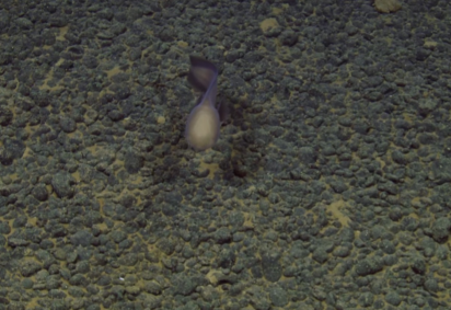 A 4 mil metros de profundidade, a enguia foi vista, enquanto se movia, lentamente, à distância de onde a câmera da equipe gravava - (crédito: Reprodução/YouTube/EVNautilus) A 4 mil metros de profundidade, a enguia foi vista, enquanto se movia, lentamente, à distância de onde a câmera da equipe gravava - (crédito: Reprodução/YouTube/EVNautilus)