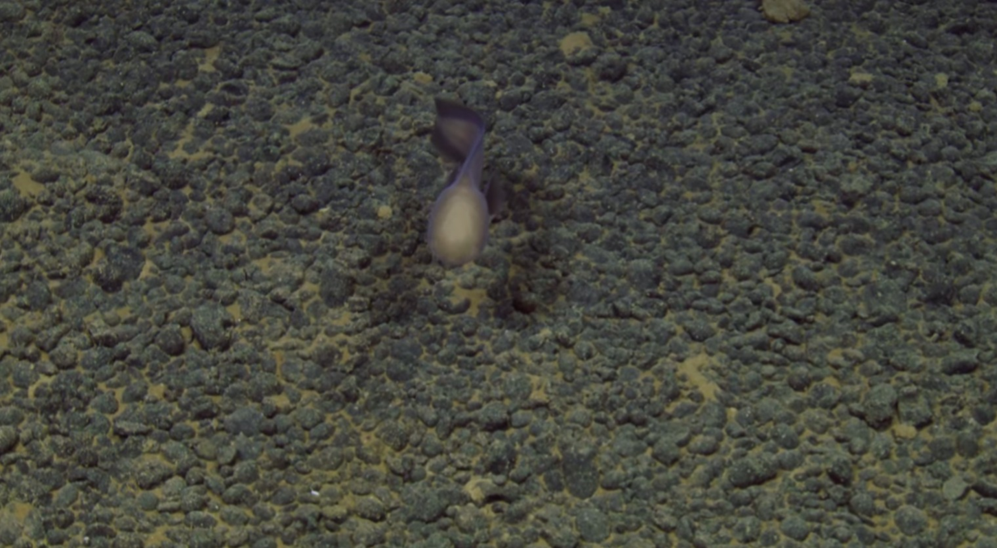 Espermatozoide gigante? Rara enguia 