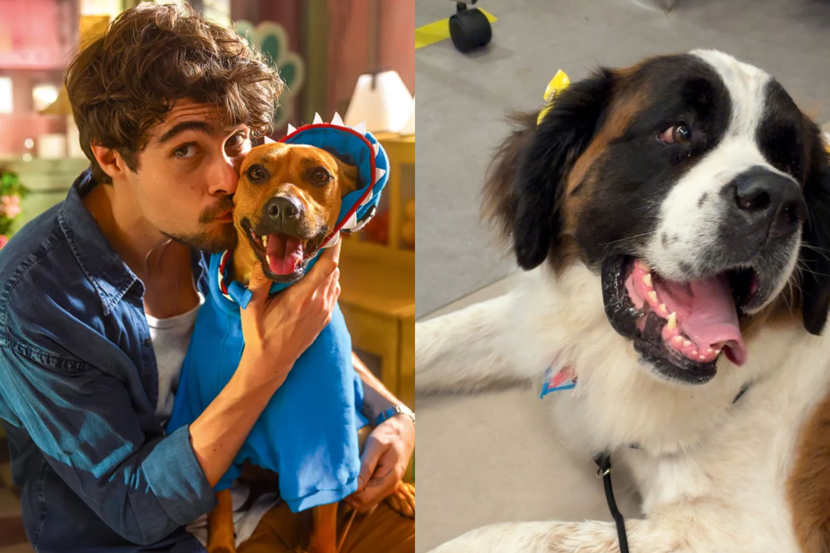 De Caramelo a Gucci: cadela leva alegria a crianças internadas na UTI