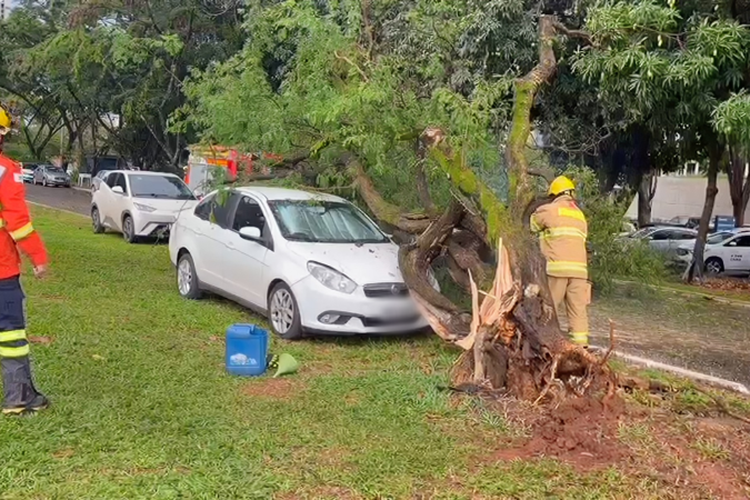 Um Siena branco teve sua passagem bloqueada pelo tronco da árvore -  (crédito: Material cedido pelos bombeiros)