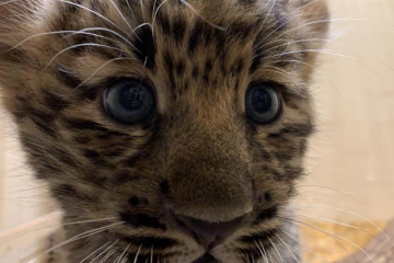 Filhote de Leopardo-de-Amur nasce após 