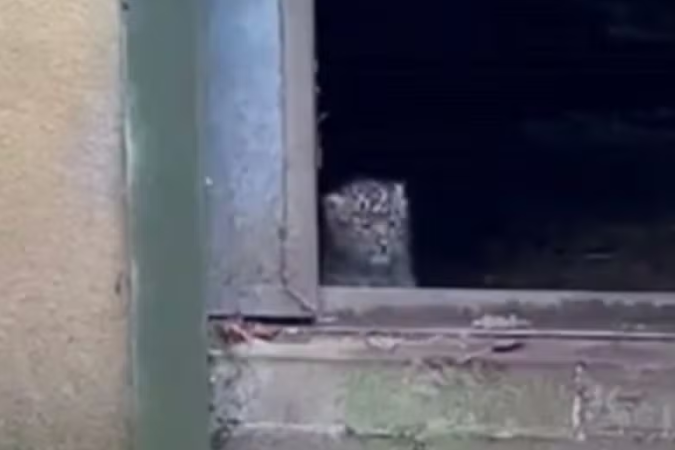 'App de namoro' é adotado como medida anti-extinção de animais na Inglaterra