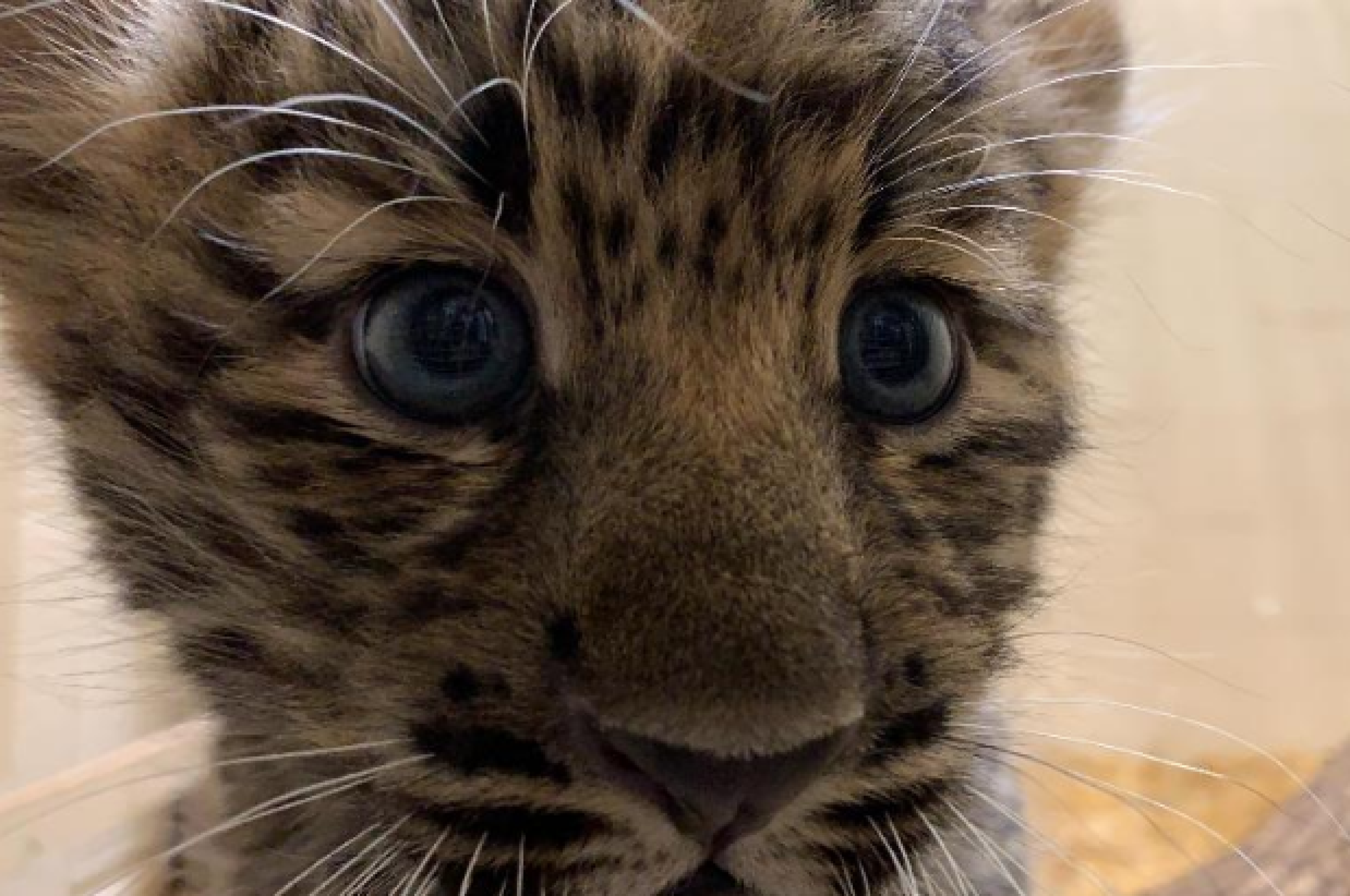 Filhote de Leopardo-de-Amur nasce após 