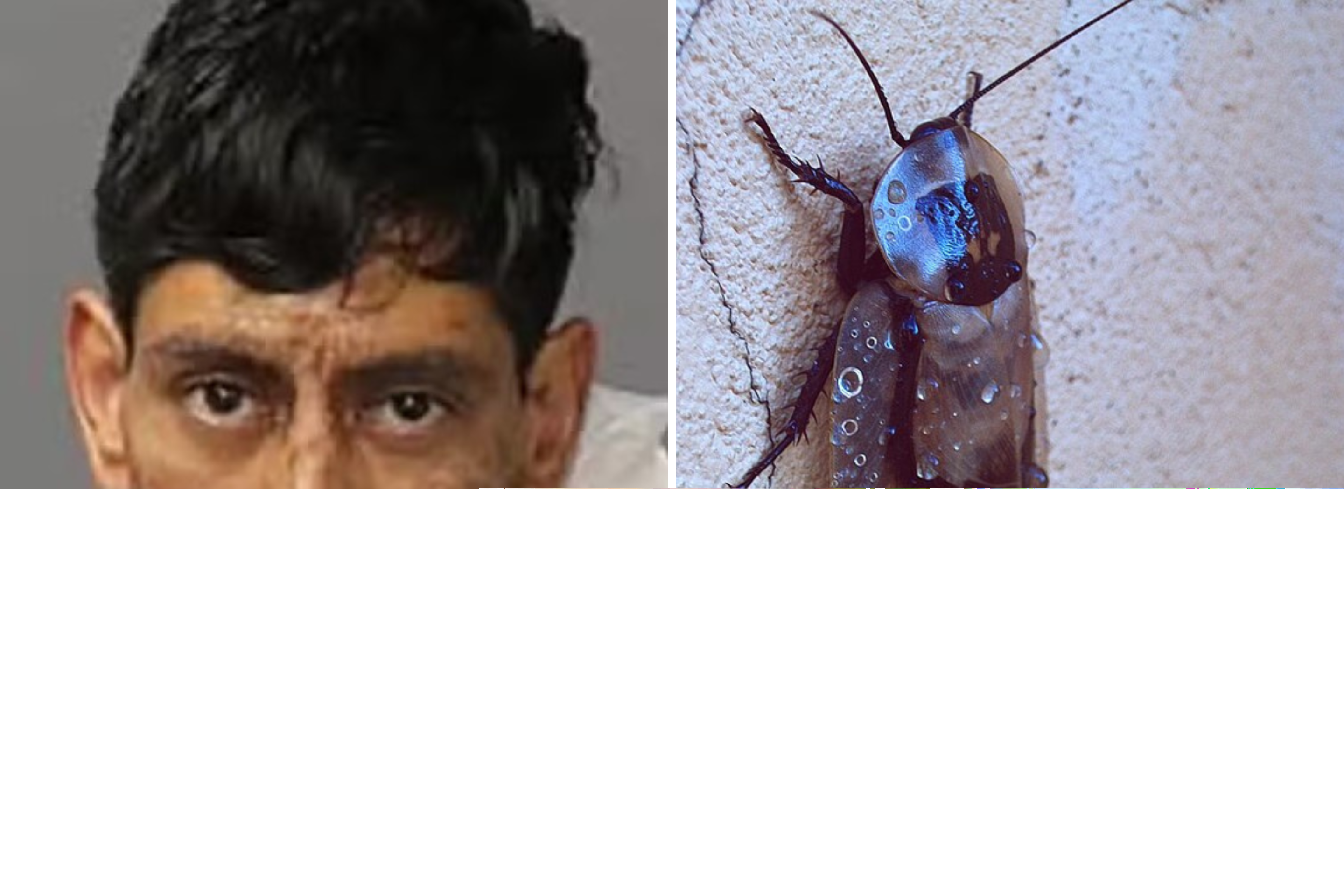 Homem diz que barata o convenceu a matar duas pessoas - Reprodu&ccedil;&atilde;o/Bernalillo County Sheriff's Office/Wikimedia Commons