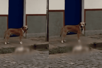 Cachorro é encontrado morto em Ouro Preto  -  (crédito: Reprodução/Redes Sociais)