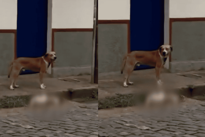 Cachorro é encontrado morto em Ouro Preto  -  (crédito: Reprodução/Redes Sociais)