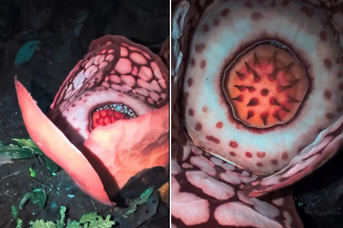 Pesquisadores encontram flor rara na Indonésia após 13 anos de busca