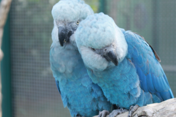 Criadouro contesta laudo sobre circovírus em 11 ararinhas-azuis na Bahia - Reprodução/ICMBio/Camile Lugarini