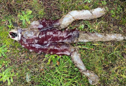 Molusco chegar a até 3,35 metros de comprimento -  (crédito: Reprodução/Redes Sociais ) -Molusco chegar a até 3,35 metros de comprimento -  (crédito: Reprodução/Redes Sociais )