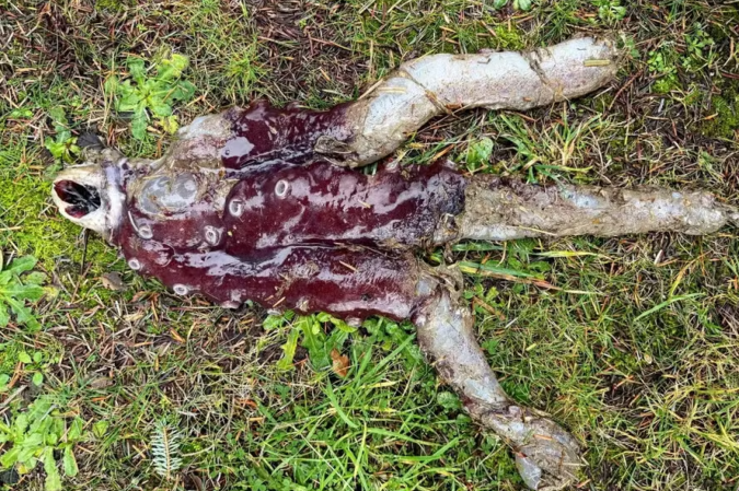 Molusco chegar a até 3,35 metros de comprimento - (crédito: Reprodução/Redes Sociais ) Molusco chegar a até 3,35 metros de comprimento - (crédito: Reprodução/Redes Sociais )