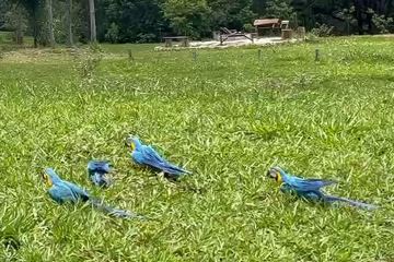 As araras passam por processo de soltura branda, em que se adapta ao novo ambiente aos poucos - (crédito: Cedido ao Correio) As araras passam por processo de soltura branda, em que se adapta ao novo ambiente aos poucos - (crédito: Cedido ao Correio)