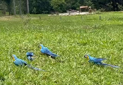 As araras passam por processo de soltura branda, em que se adapta ao novo ambiente aos poucos -  (crédito: Cedido ao Correio) -As araras passam por processo de soltura branda, em que se adapta ao novo ambiente aos poucos -  (crédito: Cedido ao Correio)