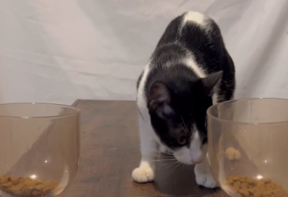 Frajola, o novo gato vidente, aponta o campeão da Copa do Brasil -  (crédito: Reprodução/redes sociais ) -Frajola, o novo gato vidente, aponta o campeão da Copa do Brasil -  (crédito: Reprodução/redes sociais )