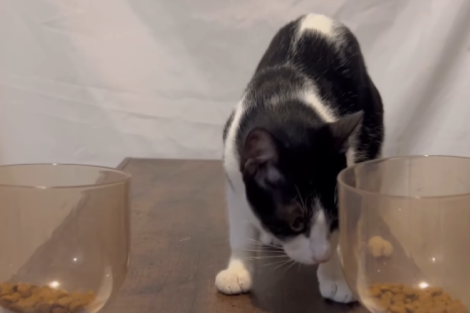 Frajola, o novo gato vidente, aponta o campeão da Copa do Brasil