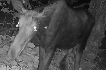 Mariposas se alimentam dos excrementos oculares de um alce em episódio raro -  (crédito: Vermont Department of Fish and Wildlife)