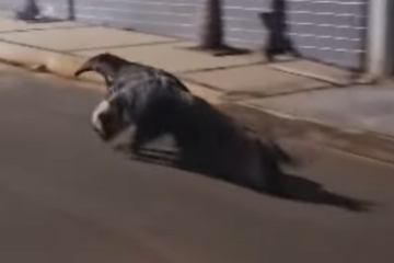 Vídeo: tamanduá-bandeira é flagrado correndo em nas ruas de cidade mineira -  (crédito: ReproduÃ§Ã£o/redes sociais)