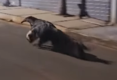 Vídeo: tamanduá-bandeira é flagrado correndo em nas ruas de cidade mineira -  (crédito: ReproduÃ§Ã£o/redes sociais) -Vídeo: tamanduá-bandeira é flagrado correndo em nas ruas de cidade mineira -  (crédito: ReproduÃ§Ã£o/redes sociais)