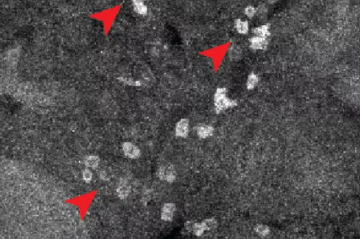 Ligações feitas pelos medicamentos no organismo humano  -  (crédito: Scripps Research)