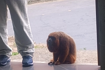 O macaco-bugio responsável por participar da missa em capela de Juíz de Fora, Minas Gerais -  (crédito: Reprodução)