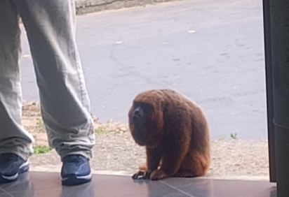 O macaco-bugio responsável por participar da missa em capela de Juíz de Fora, Minas Gerais -  (crédito: Reprodução) -O macaco-bugio responsável por participar da missa em capela de Juíz de Fora, Minas Gerais -  (crédito: Reprodução)