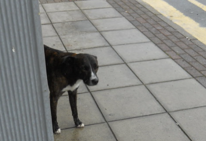 Um homem de 27 anos e um cachorro morreram baleados em ponto de ônibus em Ribeirão das Neves (MG) - Imagem ilustrativa  -  (crédito: Flickr/Reprodução)