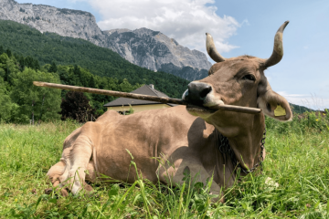 O uso flexível de ferramentas desse tipo geralmente está associado à cognição complexa, pois geralmente requer bastante controle motor e algum nível de planejamento de ação -  (crédito: Divulgação/Antonio J. Osuna-Mascaró)