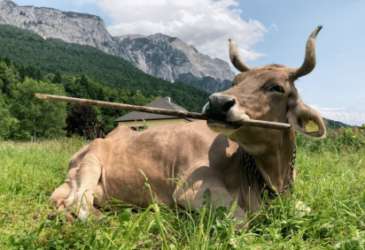 Veronika é uma vaca da raça Swiss Brown de 13 anos que vive na idílica vila montanhosa de Nötsch, no sul da Áustria -  (crédito: Divulgação/Antonio J. Osuna-Mascaró)