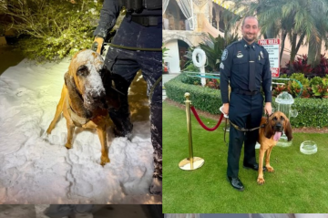 Após o salvamento do jovem de 13 anos, o cão farejador Bo está sendo tratado como herói pela corporação -  (crédito: Reprodu&ccedil;&atilde;o/ Instagram/ @gastoniapolicedepartment)