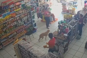 Caramelo invade pet shop e furta comida para gatos; veja -  (crédito: Cedido ao Correio)