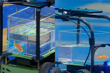 Blub, o peixe dourado, em um veículo que se move com os movimentos dos peixes -  (crédito: Reprodução/ YouTube/ @Guinness World Records Kids)