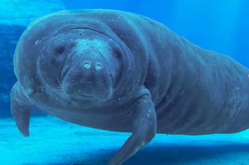 Reprodução/Instagram (Gulfarium Marine Adventure Park)
 -  (crédito: Peixe-boi Romeo em aquário na Flórida )