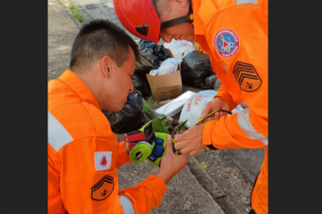 Maritaca é resgatada por Corpo de Bombeiros em Poços de Caldas (MG), em meio a emaranhado de fios com cerol - (crédito: Corpo de Bombeiros de Minas Gerais) Maritaca é resgatada por Corpo de Bombeiros em Poços de Caldas (MG), em meio a emaranhado de fios com cerol - (crédito: Corpo de Bombeiros de Minas Gerais)