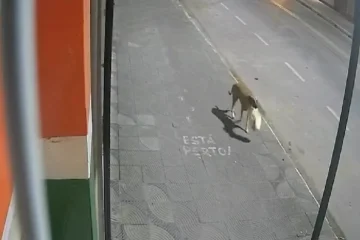 Durante o arrombamento da porta, o cachorro aparece e leva a sacola sem que os suspeitos percebam -  (crédito: Redes Sociais/Reprodução)