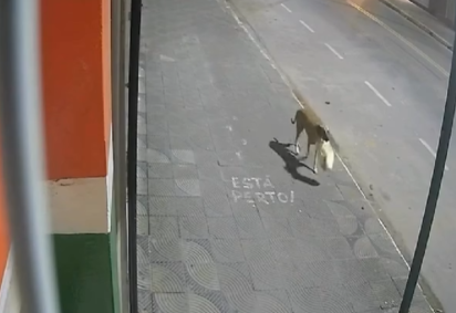Durante o arrombamento da porta, o cachorro aparece e leva a sacola sem que os suspeitos percebam -  (crédito: Redes Sociais/Reprodução)