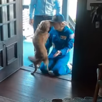 Vídeo de Christina Koch, astronauta da Artemis ll, com a pet Sadie viraliza -  (crédito: Reprodução/Redes sociais)