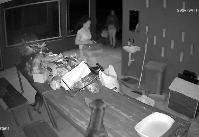 Mulheres abandonam sete gatos no Gama -  (crédito: Material cedido ao Correio)