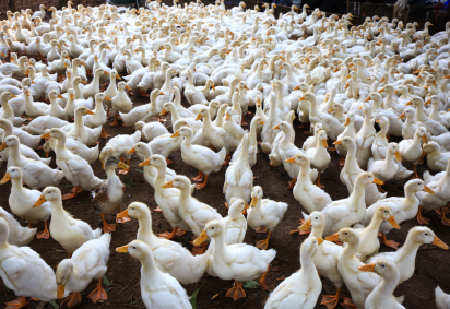 Congresso aprova medida que proíbe produtos feitos a partir da alimentação forçada de animais, como o foie gras. -  (crédito: Canva) -Congresso aprova medida que proíbe produtos feitos a partir da alimentação forçada de animais, como o foie gras. -  (crédito: Canva)