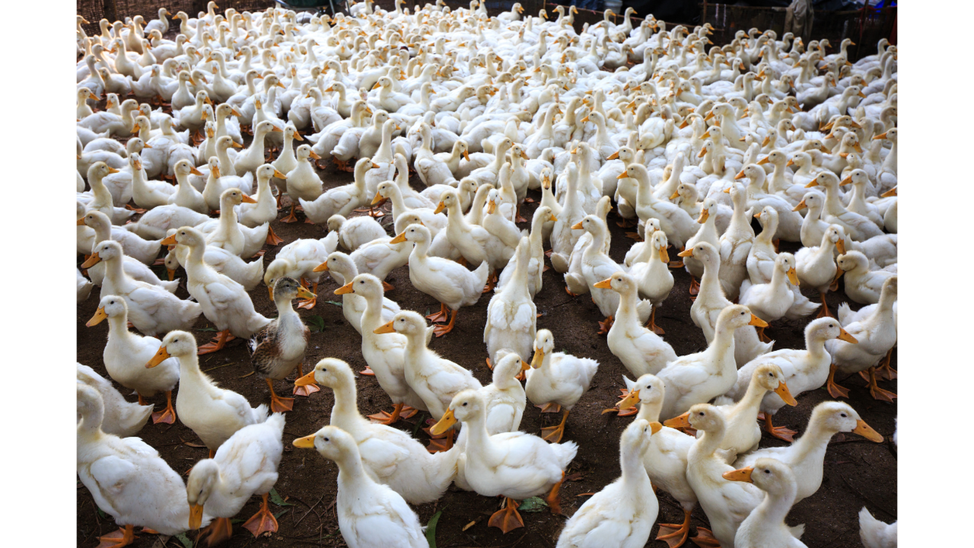 Especialistas em bem-estar animal celebram proibição do foie gras