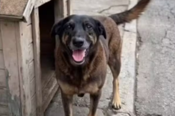 Cão Orelha não morreu por agressão de adolescentes, aponta perícia - Reprodução / Redes Sociais