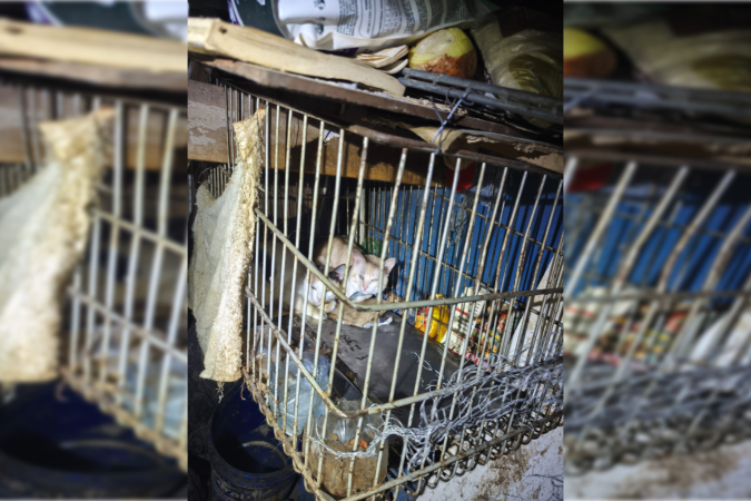 Animais viviam em meio ao lixo em um barraco na Asa Sul - (crédito: PCDF/Divulgação) Animais viviam em meio ao lixo em um barraco na Asa Sul - (crédito: PCDF/Divulgação)