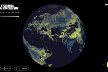 O Mapa da Infraestrutura Micorr&iacute;zica revela a distribui&ccedil;&atilde;o global das redes de fungos que regulam o clima e sustentam a vida vegetal -  (crédito: Truth &amp; Beauty / Moritz Stefaner Justin Stewart - SPUN)