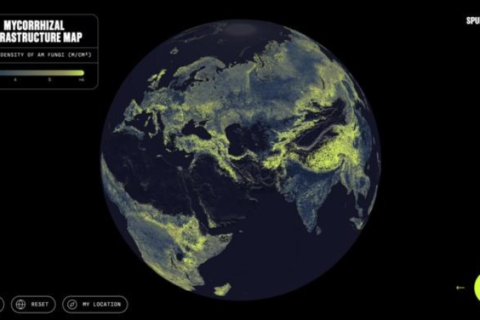 O Mapa da Infraestrutura Micorrízica revela a distribuição global das redes de fungos que regulam o clima e sustentam a vida vegetal - (crédito: Truth & Beauty / Moritz Stefaner Justin Stewart - SPUN) O Mapa da Infraestrutura Micorrízica revela a distribuição global das redes de fungos que regulam o clima e sustentam a vida vegetal - (crédito: Truth & Beauty / Moritz Stefaner Justin Stewart - SPUN)